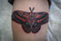 Colour moth tattoo tattooed women calf color